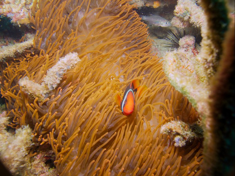 Tomato Anemone Fish